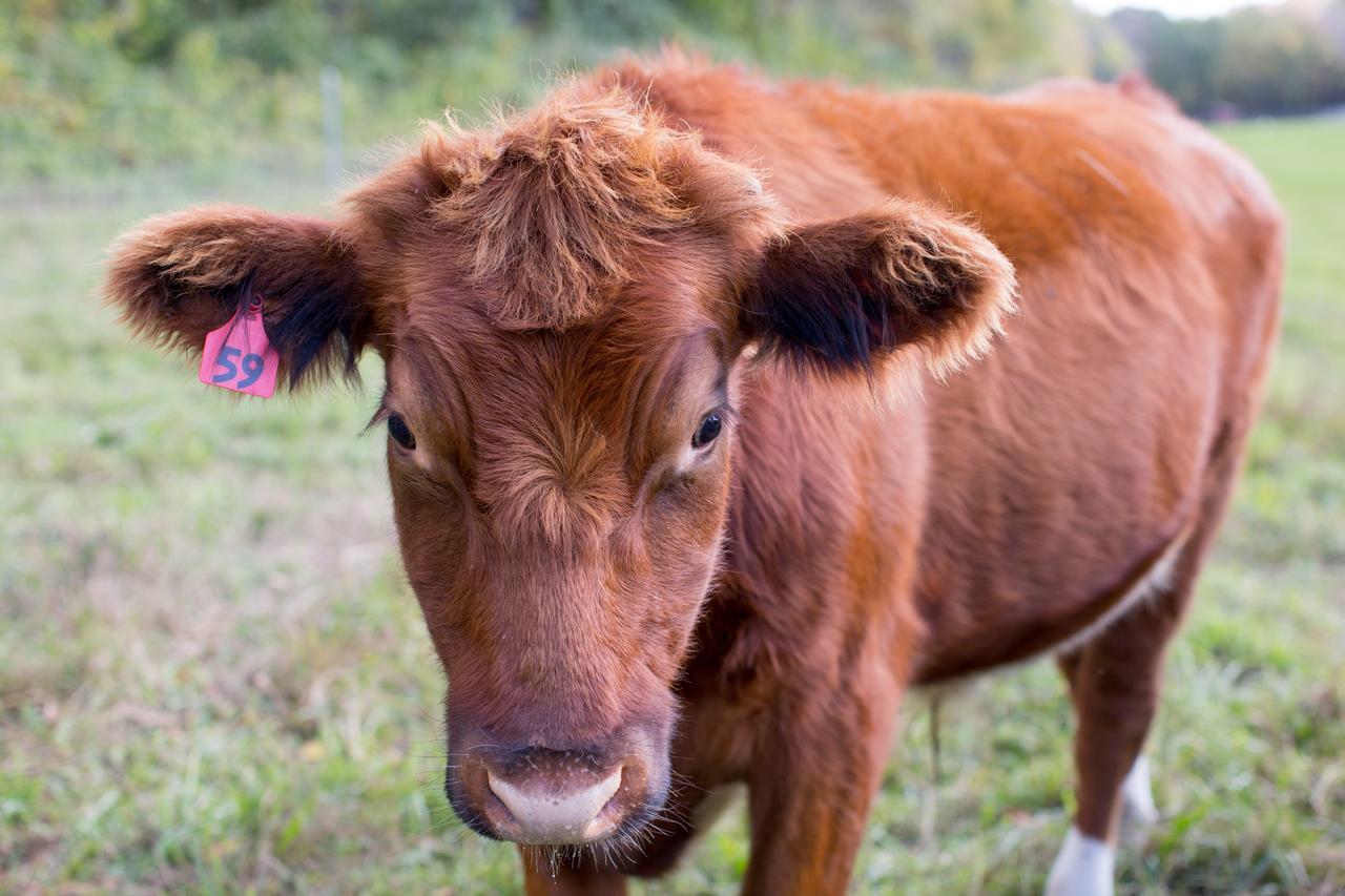 Woodstock Sustainable Farms Villa Værelse billede