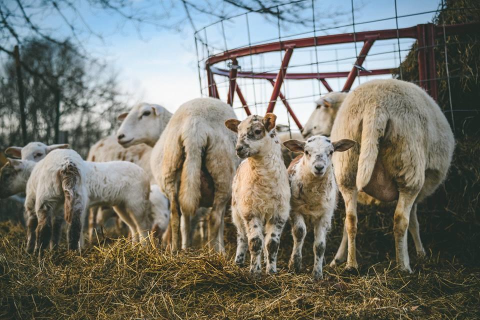 Woodstock Sustainable Farms Villa Værelse billede